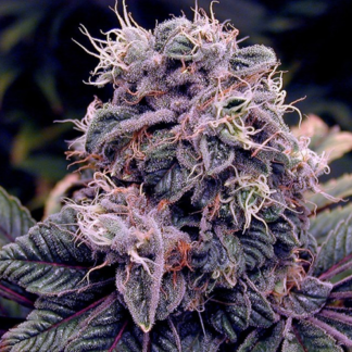 Blueberry Photoperiod CBD Seeds (1:16) (5 cannabis seeds)