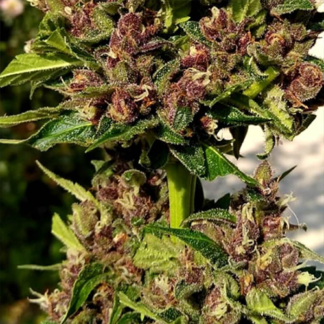 Blueberry + Lemon Haze Autoflowering Feminized Seeds (5 cannabis seeds)