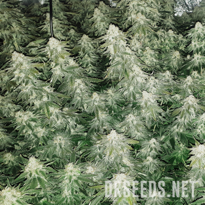 Chem Dawg #4 Feminized Seeds - Image 2