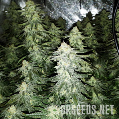 Chem Dawg #4 Feminized Seeds - Image 9