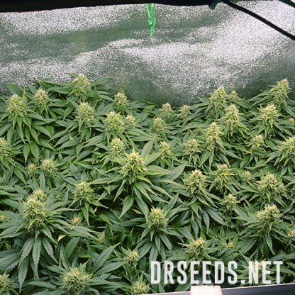 Chem Dawg #4 Feminized Seeds - Image 3