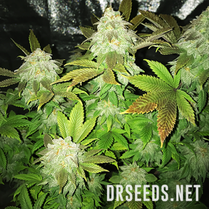 Chem Dawg #4 Feminized Seeds - Image 4