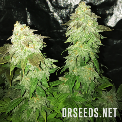 Chem Dawg #4 Feminized Seeds - Image 5