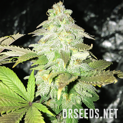 Chem Dawg #4 Feminized Seeds - Image 6