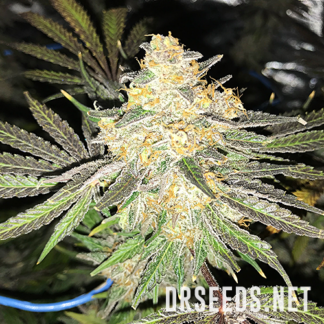 Do-Si-Dos Feminized Cannabis Seeds
