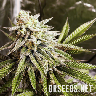 Girl Scout Cookies Photoperiod Feminized Seeds (5 cannabis seeds)