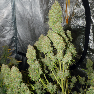 Gorilla Glue 4 Autoflowering Cannabis Seeds