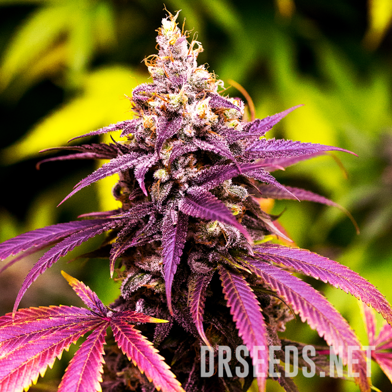 Granddaddy Purple Photoperiod Feminized Seeds (5 Cannabis Seeds) - Dr ...