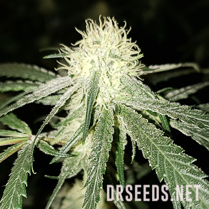 Powerplant Feminized Seeds - Image 6