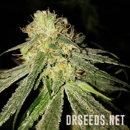 Powerplant Feminized Seeds - Image 5