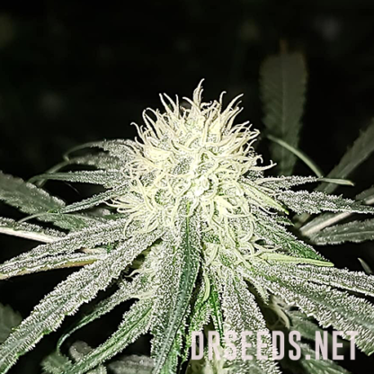 Powerplant Feminized Seeds - Image 4