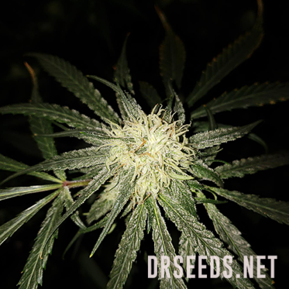 Powerplant Feminized Seeds - Image 3