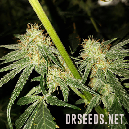 Powerplant Feminized Seeds - Image 7