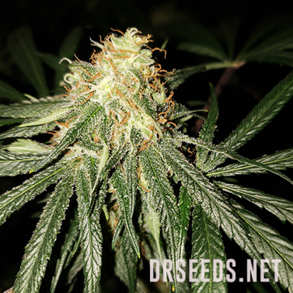 Powerplant Feminized Seeds - Image 2