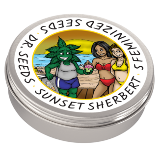 Sunset Sherbert Feminized Cannabis Seeds - 20 Seed Value Pack