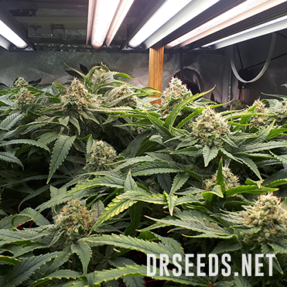 Super Skunk Feminized Seeds - Image 5