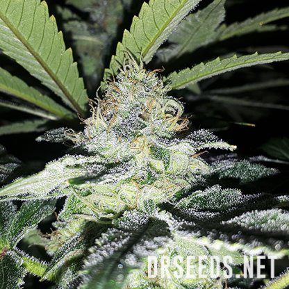 Super Skunk Feminized Seeds - Image 7