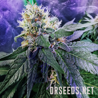 Zkittlez Feminized Cannabis Seeds