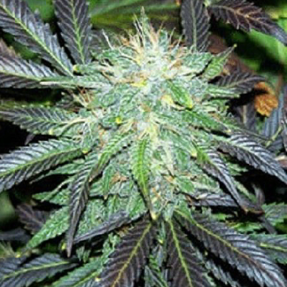 Black Domina Autoflowering Feminized Seeds (5 cannabis seeds)