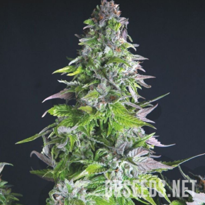 Romulan Feminized Seeds - Image 2