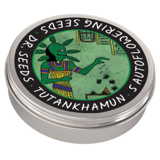 Tutankhamun Autoflowering Cannabis Seeds