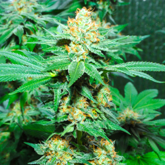 Amnesia Haze Autoflowering Feminized Seeds (5 cannabis seeds)