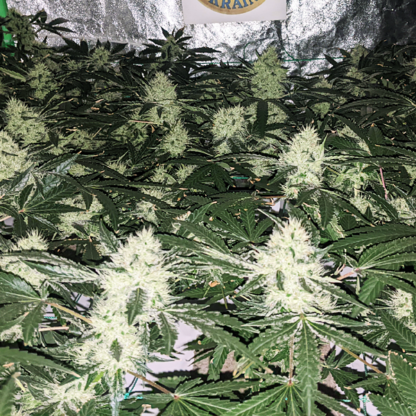 Godfather OG Feminized Seeds - Image 3