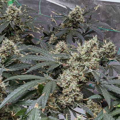 Godfather OG Feminized Seeds - Image 4