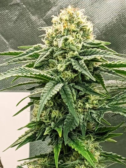 Godfather OG Feminized Seeds - Image 5