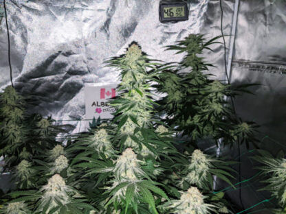 Godfather OG Feminized Seeds - Image 2