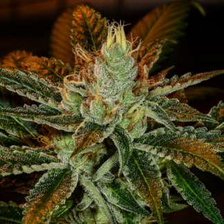 MK Ultra Feminized Cannabis Seeds