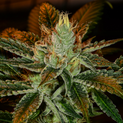 MK Ultra Feminized Seeds - Image 2