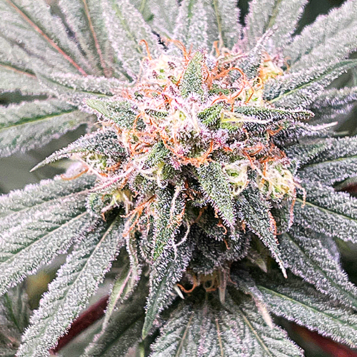 Buy Pink Runtz Feminized Cannabis Seeds - Best Quality Guaranteed