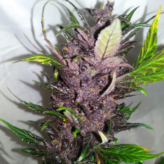 Purple Punch Autoflowering Feminized Seeds (5 cannabis seeds)