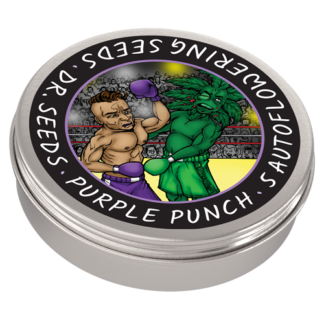 Purple Punch Autoflowering Cannabis Seeds