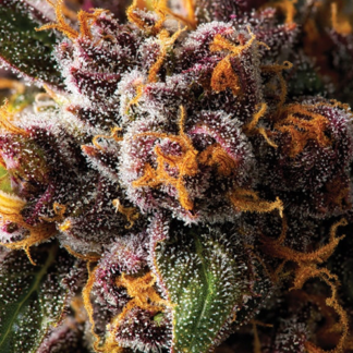 Forbidden Fruit Feminized Cannabis Seeds