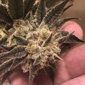 Super Glue Feminized Cannabis Seeds