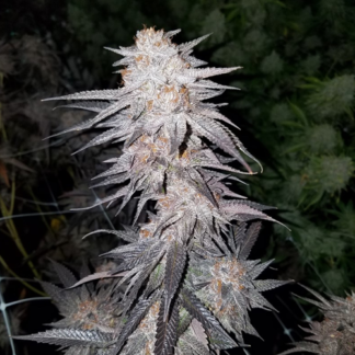 Ultra Violet Feminized Cannabis Seeds