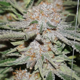 Platinum Bubba Feminized Cannabis Seeds