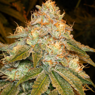 Stardawg Feminized Cannabis Seeds