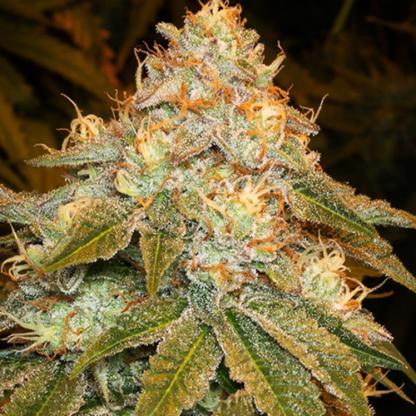 Stardawg Feminized Seeds - Image 2