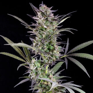 Afghan Autoflowering Cannabis Seeds