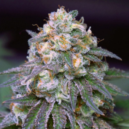 Birthday Cake Feminized Seeds - Image 2