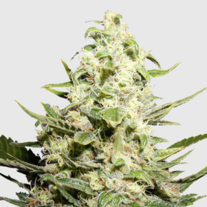 Feminized Irish Cream Seeds - Image 2