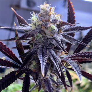 Feminized Strawpicanna Cannabis Seeds