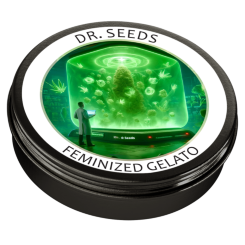 Gelato Feminized Seeds