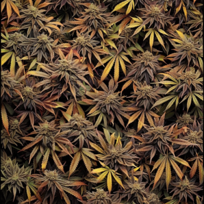 Hindu Kush Feminized Seeds - Image 2