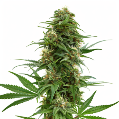 Gorilla Glue 4, Feminized Seeds - Image 4