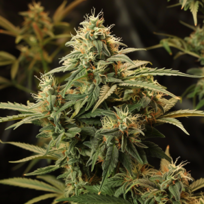 Gorilla Glue 4, Feminized Seeds - Image 6