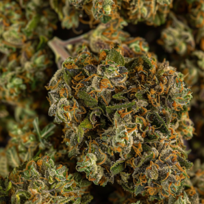Gorilla Glue 4, Feminized Seeds - Image 8